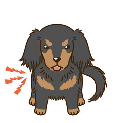 威嚇するダックスフンド（ブラックタン）