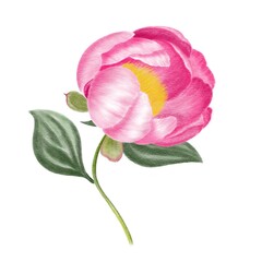 Obraz na płótnie Canvas pink rose peony isolated on white
