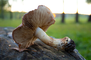 A forest mushroom lying on a stump against a background of green grass.Forest mushrooms in the forest .Mushroom picking in the forest.Quiet hunting.