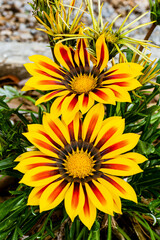 Bright Gazania Giant Yellow Red Stripe flowers