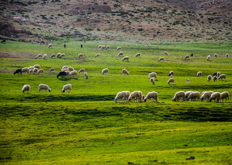 green from high atlas mountain,  in the wild
tichka plat morocco 
