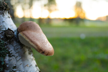 Mushroom tinder.Mushroom growing on a tree, symbiosis.Fomes fomentarius.Mushroom on a tree, tinder...