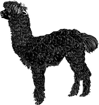black alpaca standing side view clip art preview