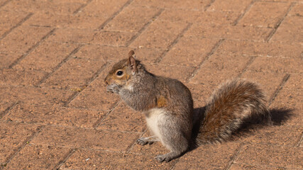 squirrel in the park