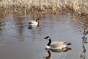 Geese On The Lake, Gold Bar Park, Edmonton, Alberta