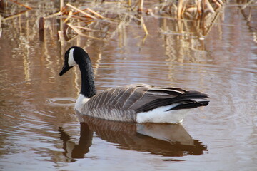 Calm Goose, Gold Bar Park, Edmonton, Alberta