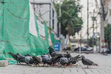 Pigeons is eating on the street at public park.