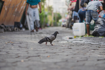 Pigeons is eating on the street at public park.