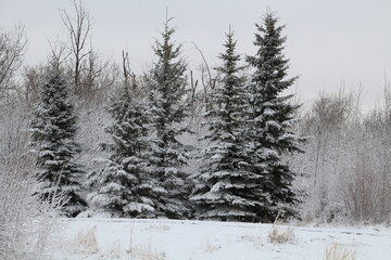 Dusting Of Snow On Trees, Pylypow Wetlands, Edmonton, Alberta