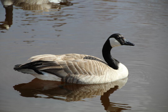 Goose On The Water, Gold Bar Park, Edmonton, Alberta