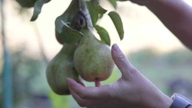 Hand harvest picking ripe fresh organic pear from tree branch in fall season