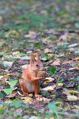 Naklejka na ściany i meble Beautiful red-haired squirrel sits and eats nuts in the yellow autumn in the forest.