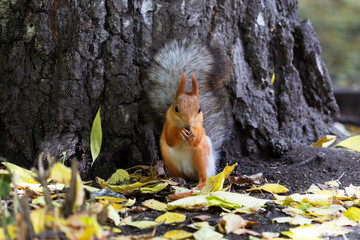 Beautiful red-haired squirrel sits and eats nuts in the yellow autumn in the forest.