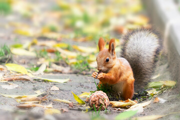 Beautiful red-haired squirrel sits and eats nuts in the yellow autumn in the forest.