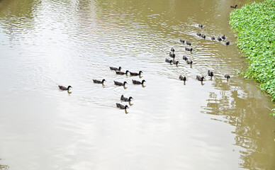 A Large Group of black ducks is looking for food in the canal with natural background at Thailand.