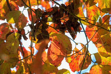 autumn leaves against sky