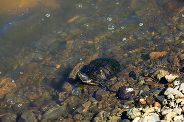 turtle in the water