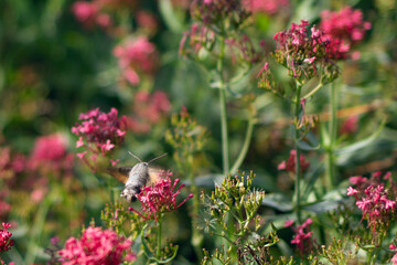 Macroglossum stellatarum hangs near pink flowers