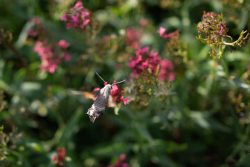 Macroglossum stellatarum hangs near pink flowers
