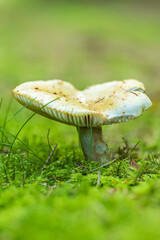 mushroom 2