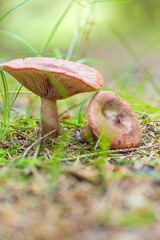 mushroom 1