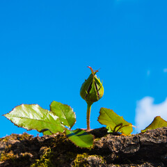 Rosebud on a blue sky background,close-up,copy space