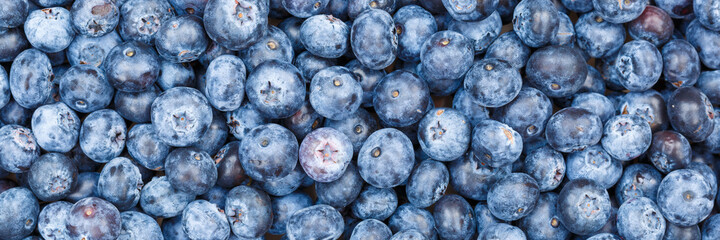 Blueberries berries fruits blueberry berry bilberry bilberries fruit background panorama