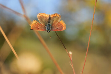 Obraz premium small beautiful brown butterfly on the background of the meadow