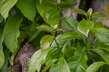 Fototapeta na wymiar green leaves background avocado tree