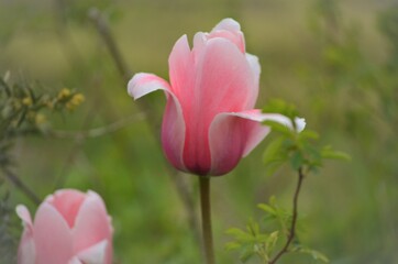 pink flower