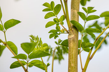 moringa green leaves on a tree