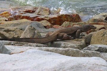 Large monitor lizard on the rocks by the beach.