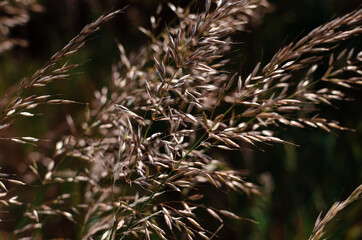 Abstract plants, blurry background