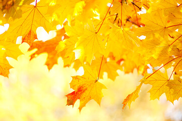 Fototapeta na wymiar Colored leaves in an autumn park. Autumn background with maple leaves close up