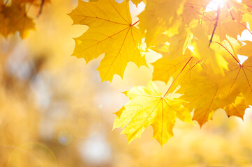 Autumn yellow maple leaves on a blurry forest background on a sunny day
