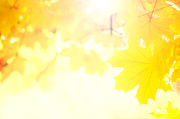 Naklejka na ściany i meble Autumn yellow maple trees on a sunny day.Autumn background with maple leaves close up
