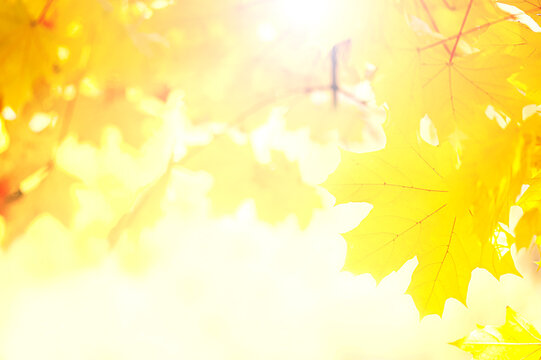 Autumn yellow maple trees on a sunny day.Autumn background with maple leaves close up