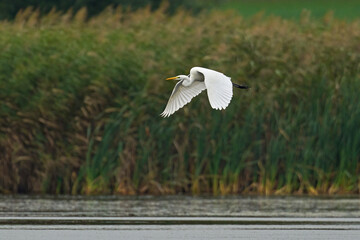 Great egret (Ardea alba)