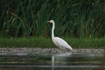 Great egret (Ardea alba)