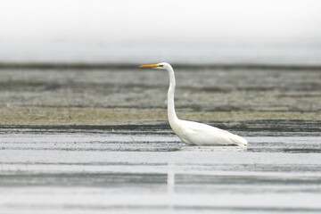 Great egret (Ardea alba)
