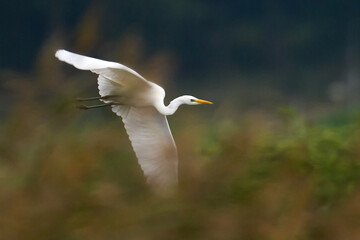 Great egret (Ardea alba)