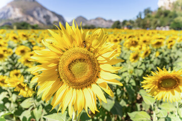 field of blooming yellow sunflowers in the summer season in sunflowers farm and other flowers with a mountain in backgrounds