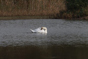 Rožďalovické rybníky-Budčeves