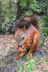 Squirrel in summer with nut on green grass under a big tree