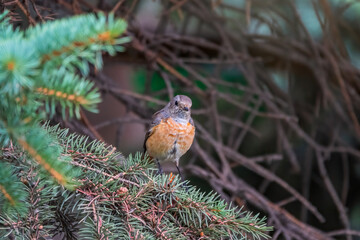 The common redstart female, Phoenicurus phoenicurus, is photographed in close-up sitting on a branch against a blurred background.