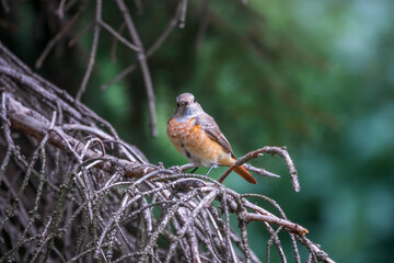 The common redstart female, Phoenicurus phoenicurus, is photographed in close-up sitting on a branch against a blurred background.