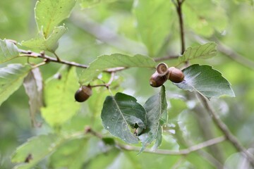 どんぐりの木