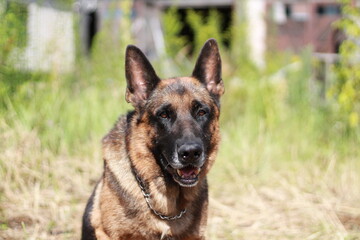 german shepherd dog