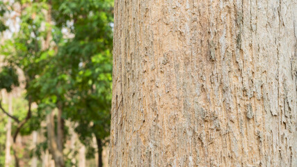 Teak Tree in Thailand precious hardwoods one of the last major areas of tropical forest in Asia	