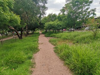  grass field